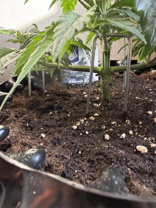 Zamnesia Landrace Pack - Panama Red. Week 4