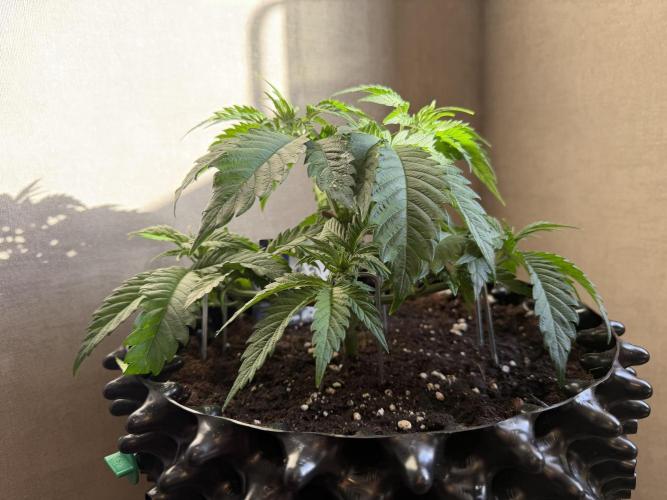 Zamnesia Landrace Pack - Panama Red. Week 4