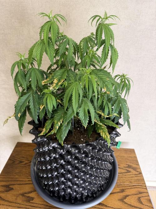 Zamnesia Landrace Pack - Afghani indoor. Week 5