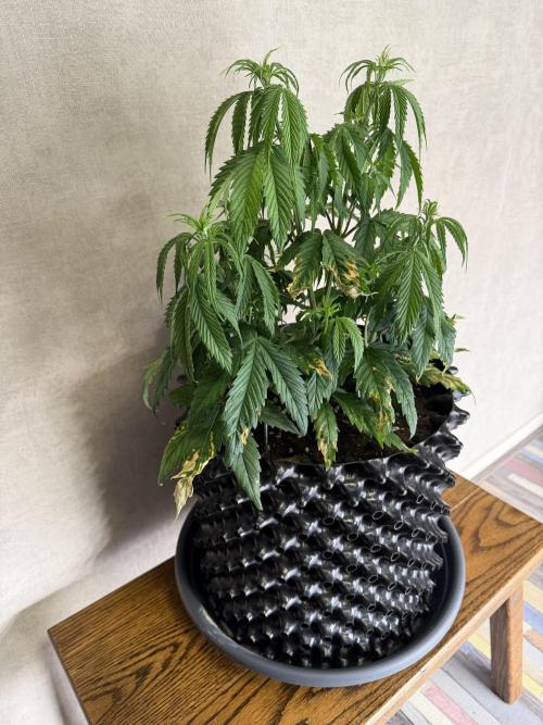 Zamnesia Landrace Pack - Afghani indoor. Week 5