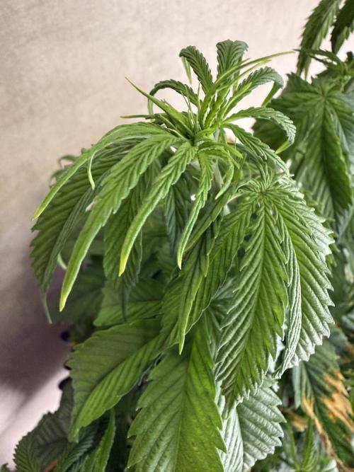 Zamnesia Landrace Pack - Afghani indoor. Week 5