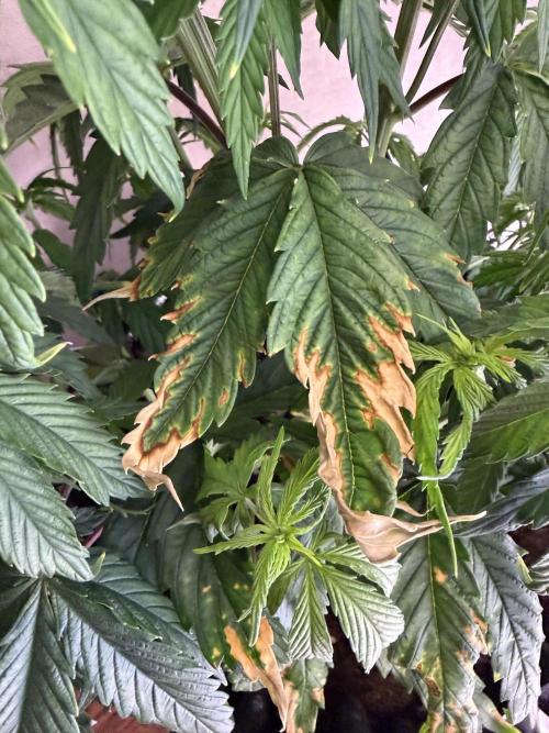 Zamnesia Landrace Pack - Afghani indoor. Week 5