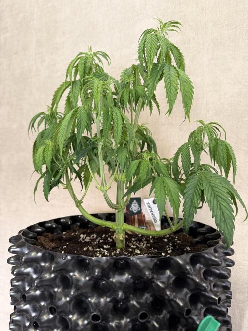 Zamnesia Landrace Pack - Afghani indoor. Week 5