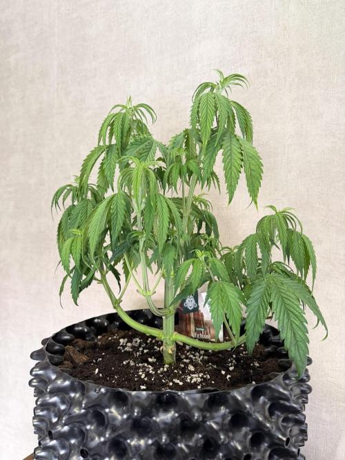 Zamnesia Landrace Pack - Afghani indoor. Week 5