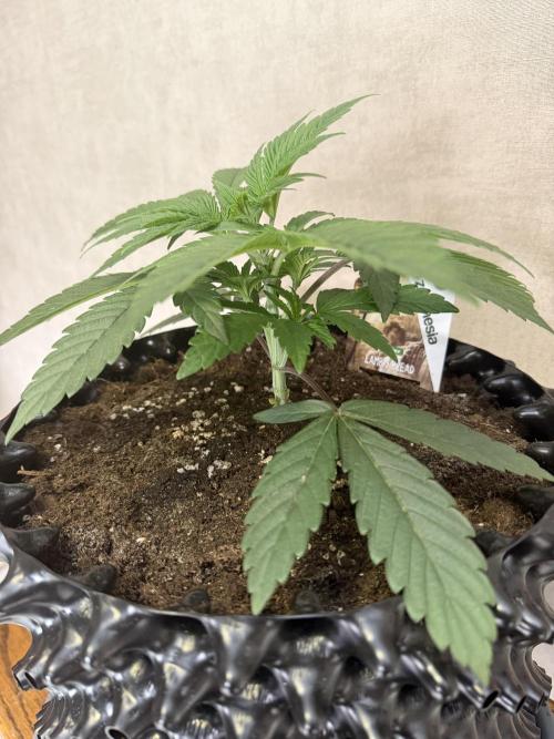 Zamnesia Landrace Pack - Lamb's Bread. Week 4
