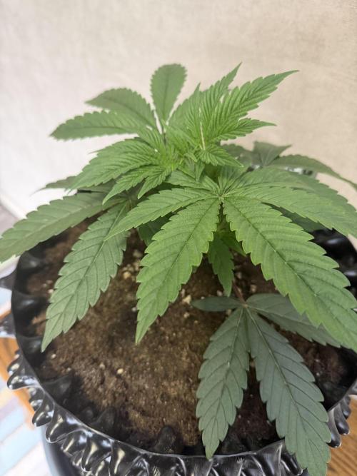 Zamnesia Landrace Pack - Lamb's Bread. Week 4
