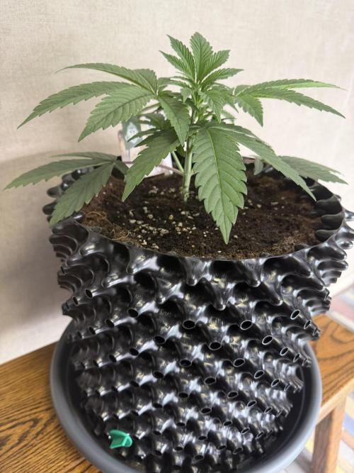 Zamnesia Landrace Pack - Lamb's Bread. Week 4