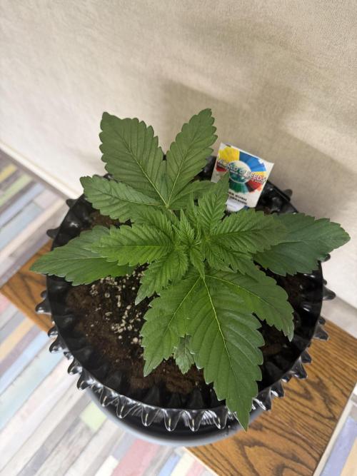 World of Seeds - Burger Kush EV. Week 2
