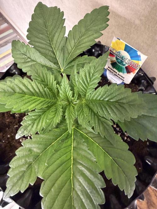 World of Seeds - Burger Kush EV. Week 2