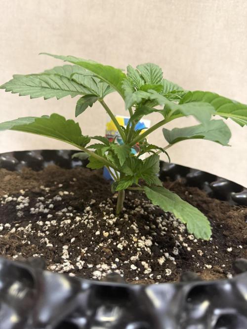 World of Seeds - Burger Kush EV. Week 2