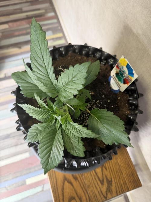 World of Seeds - Burger Kush EV. Week 2