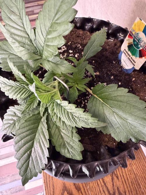 World of Seeds - Burger Kush EV. Week 2