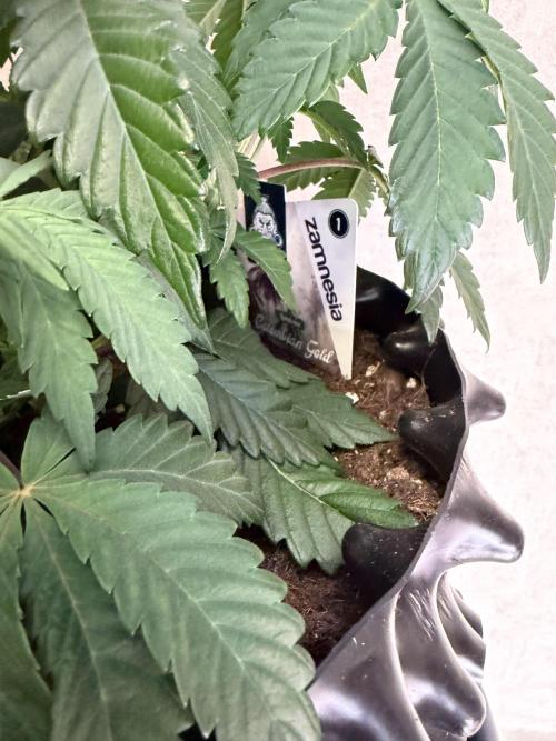 Zamnesia Landrace Pack - Colombian Gold. Week 5