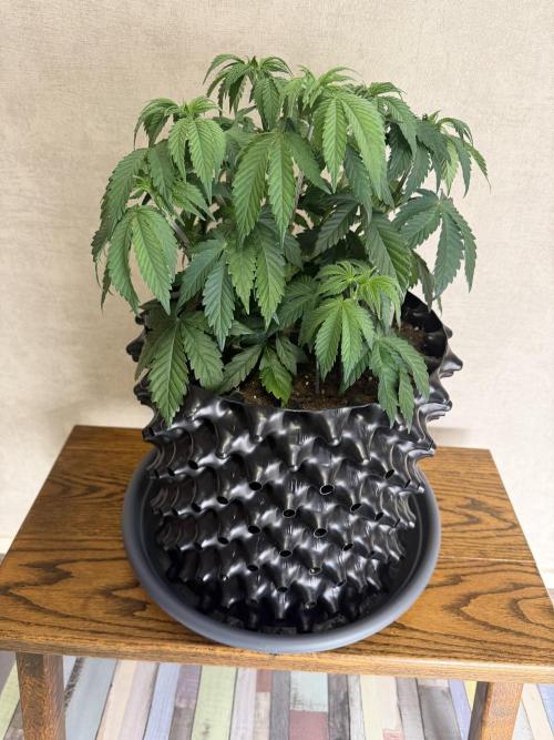 Zamnesia Landrace Pack - Colombian Gold. Week 5