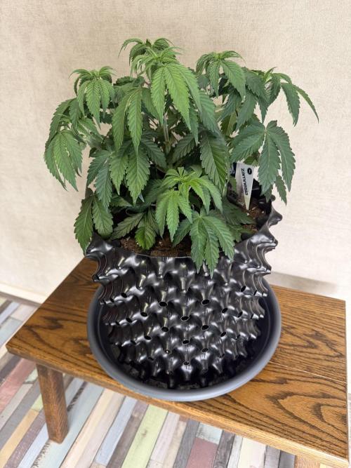 Zamnesia Landrace Pack - Colombian Gold. Week 5