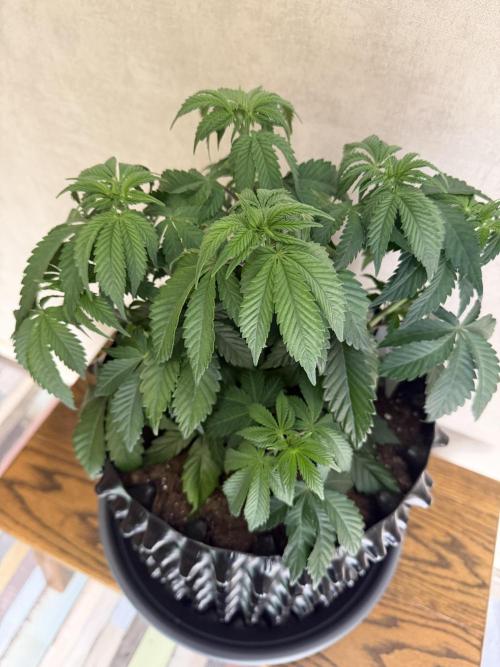 Zamnesia Landrace Pack - Colombian Gold. Week 5