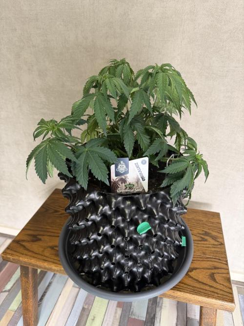 Zamnesia Landrace Pack - Colombian Gold. Week 5