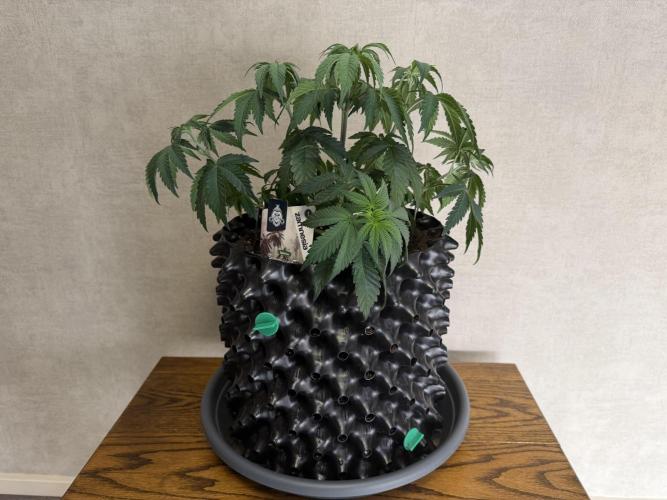 Zamnesia Landrace Pack - Colombian Gold. Week 5