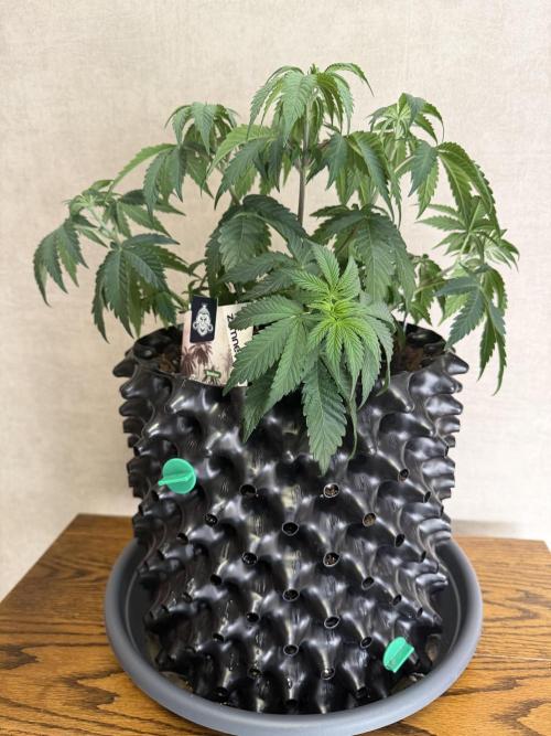 Zamnesia Landrace Pack - Colombian Gold. Week 5