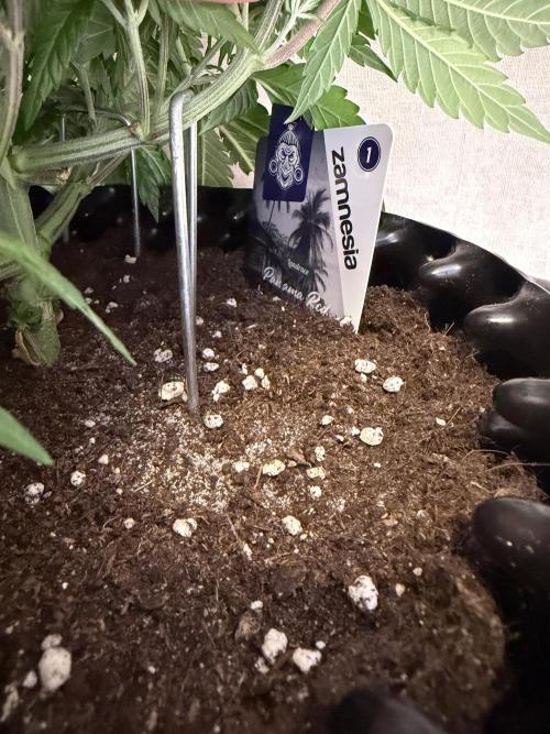 Zamnesia Landrace Pack - Panama Red. Week 5