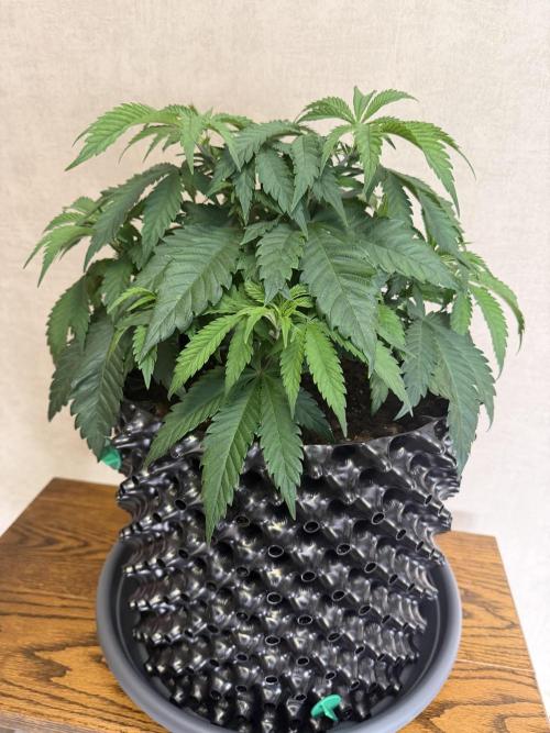 Zamnesia Landrace Pack - Panama Red. Week 5