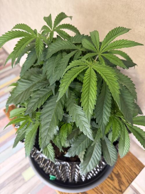 Zamnesia Landrace Pack - Panama Red. Week 5