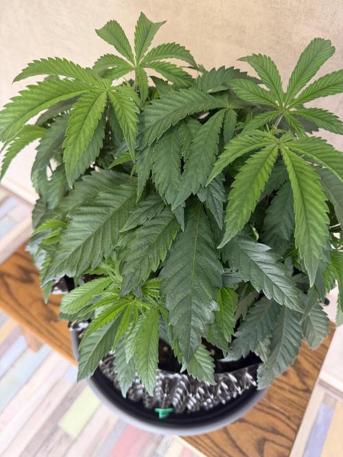 Zamnesia Landrace Pack - Panama Red. Week 5