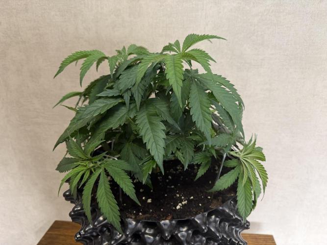 Zamnesia Landrace Pack - Panama Red. Week 5