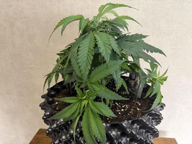 Zamnesia Landrace Pack - Panama Red. Week 5