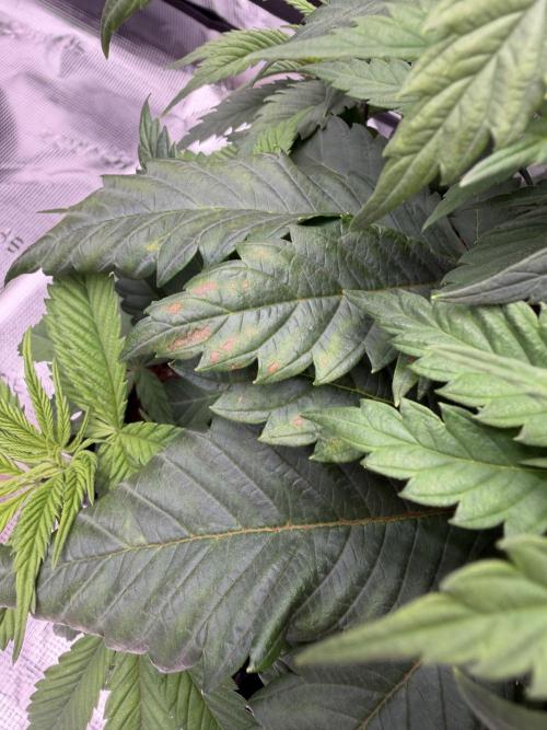 Zamnesia Landrace Pack - Panama Red. Week 5