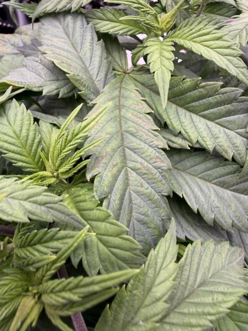 Zamnesia Landrace Pack - Panama Red. Week 5