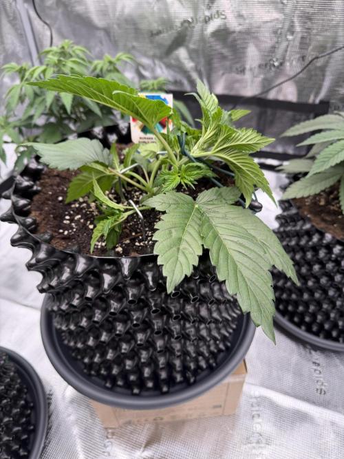 World of Seeds - Burger Kush EV. Week 2