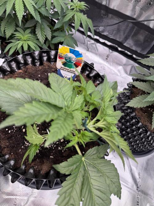 World of Seeds - Burger Kush EV. Week 2