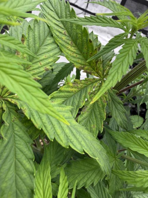 Zamnesia Landrace Pack - Afghani indoor. Week 5