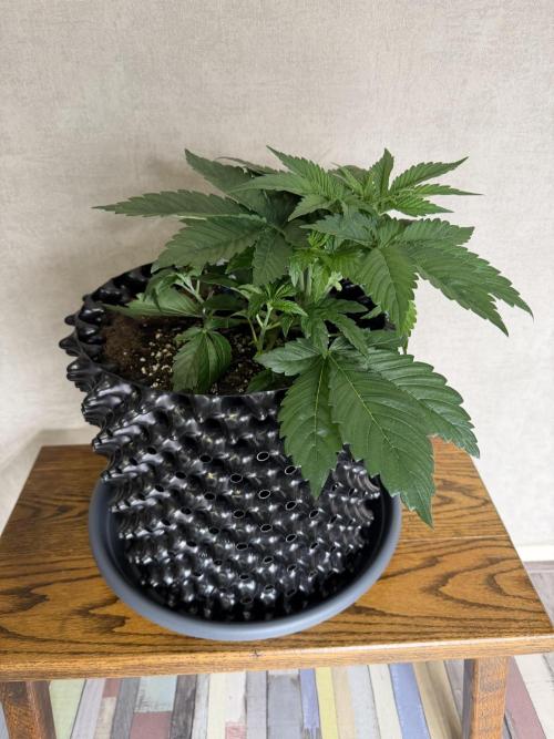 World of Seeds - Burger Kush EV. Week 3