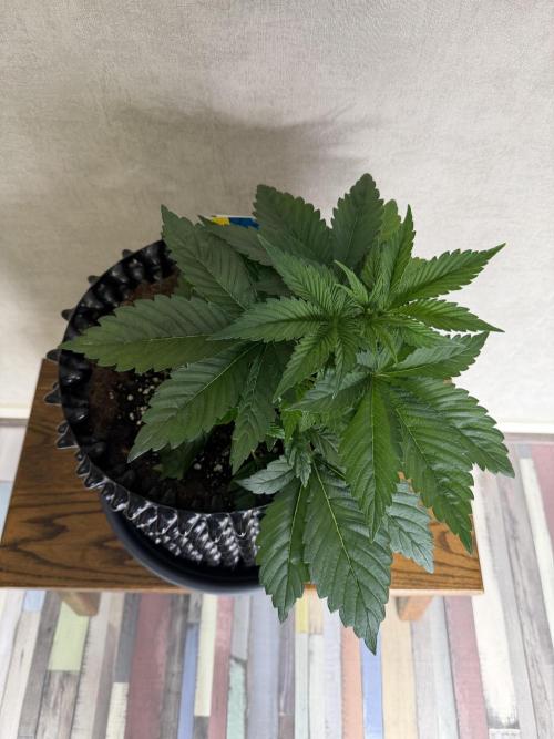 World of Seeds - Burger Kush EV. Week 3