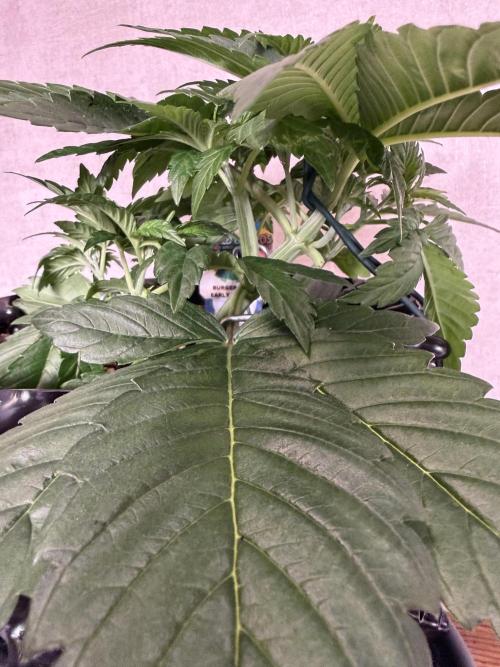 World of Seeds - Burger Kush EV. Week 3