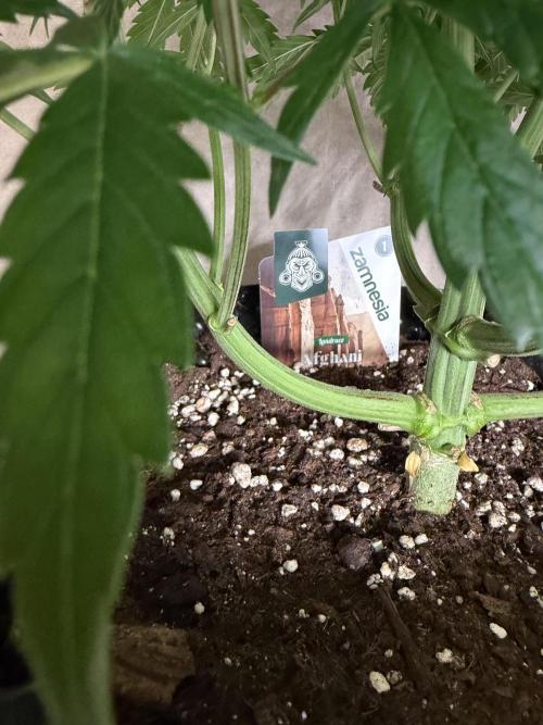 Zamnesia Landrace Pack - Afghani indoor. Week 6