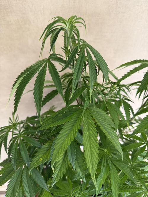 Zamnesia Landrace Pack - Afghani indoor. Week 6