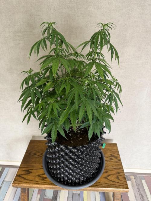 Zamnesia Landrace Pack - Afghani indoor. Week 6