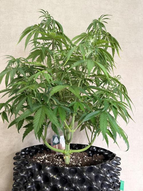 Zamnesia Landrace Pack - Afghani indoor. Week 6