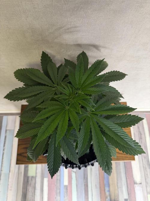 Zamnesia Landrace Pack - Lamb's Bread. Week 5