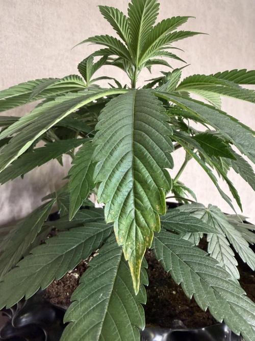 Zamnesia Landrace Pack - Lamb's Bread. Week 5