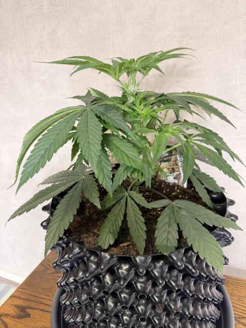 Zamnesia Landrace Pack - Lamb's Bread. Week 5