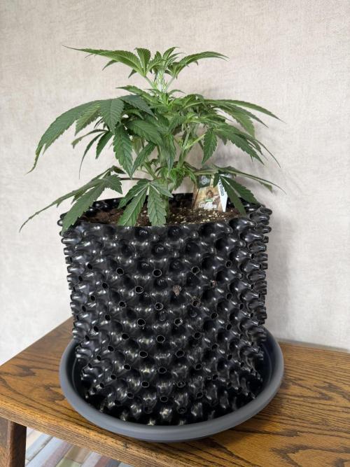 Zamnesia Landrace Pack - Lamb's Bread. Week 5