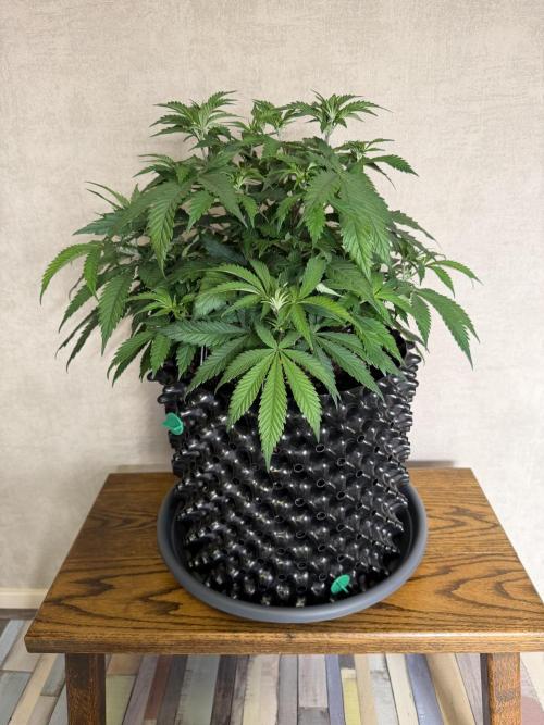 Zamnesia Landrace Pack - Panama Red. Week 6