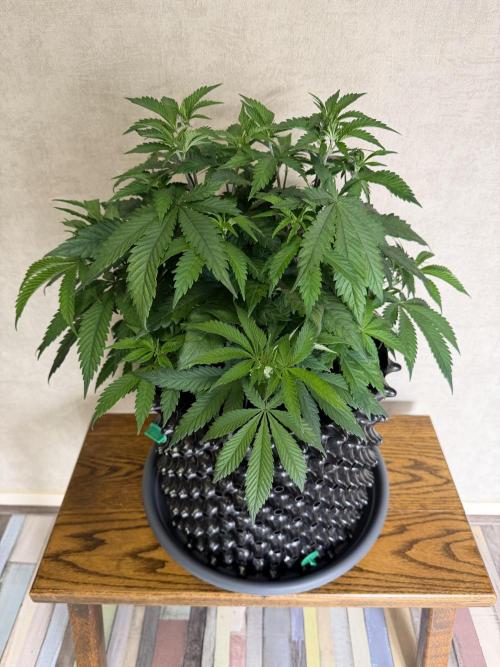 Zamnesia Landrace Pack - Panama Red. Week 6