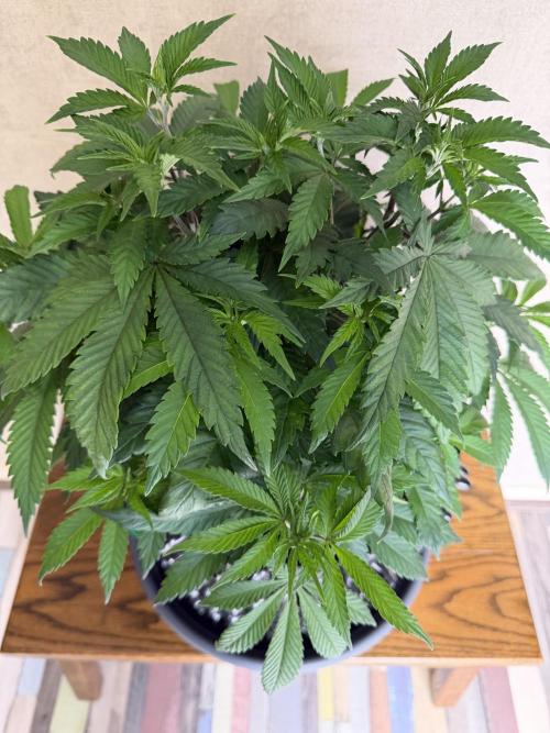 Zamnesia Landrace Pack - Panama Red. Week 6