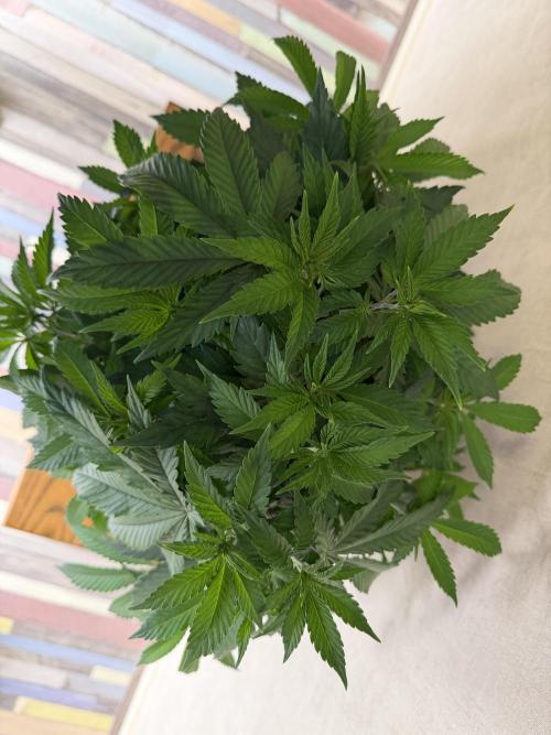 Zamnesia Landrace Pack - Panama Red. Week 6