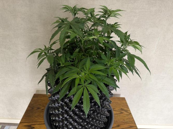 Zamnesia Landrace Pack - Panama Red. Week 6